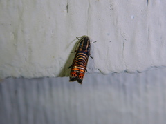 Thaumatographa jonesi