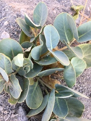 Asclepias cryptoceras davisii