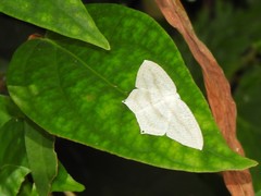Acropteris ciniferaria