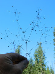 Leptosiphon septentrionalis