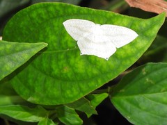 Acropteris ciniferaria