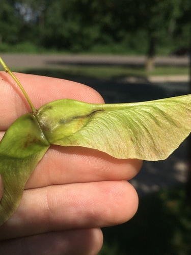 Norway Maple Pigmy Moth