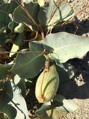 Asclepias cryptoceras davisii