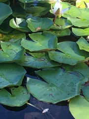 Polypedilum braseniae