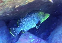 Dermatolepis dermatolepis