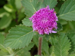 Centratherum punctatum