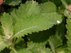 Centratherum punctatum