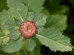 Centratherum punctatum