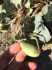 Asclepias cryptoceras davisii