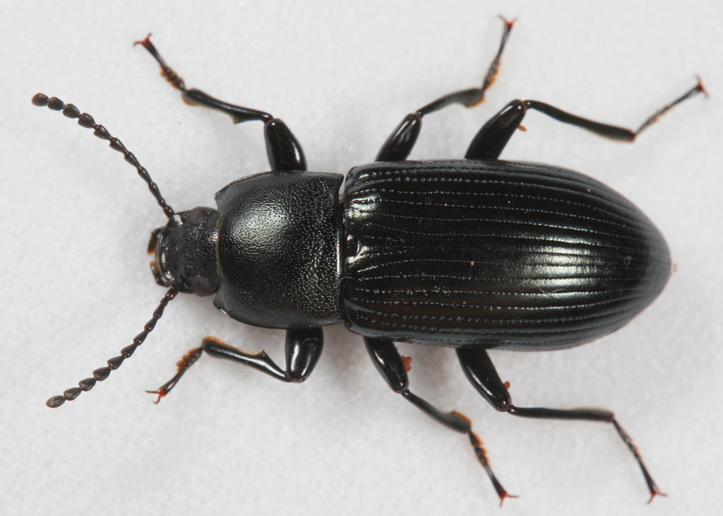 Centronopus calcaratus (Darkling Beetles (Tenebrionidae) of Virginia
