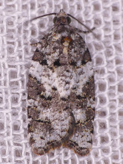 Acleris variana