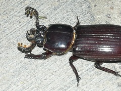 Passalini