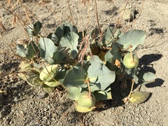 Asclepias cryptoceras davisii