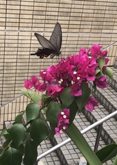 Papilio demetrius