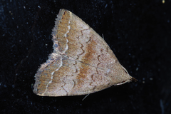 Polypogon ryukyuensis