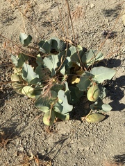 Asclepias cryptoceras davisii