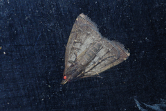 Polypogon ryukyuensis