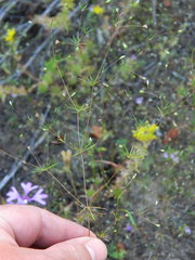 Leptosiphon septentrionalis