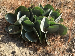 Asclepias cryptoceras davisii