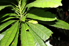 Paracaedicia serrata