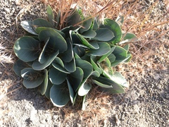 Asclepias cryptoceras davisii