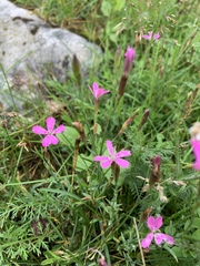Dianthus deltoides deltoides