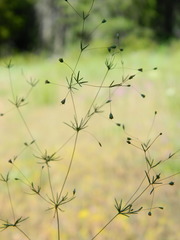 Leptosiphon septentrionalis