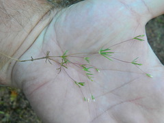 Leptosiphon septentrionalis