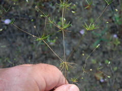 Leptosiphon septentrionalis