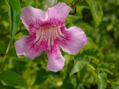 Podranea ricasoliana