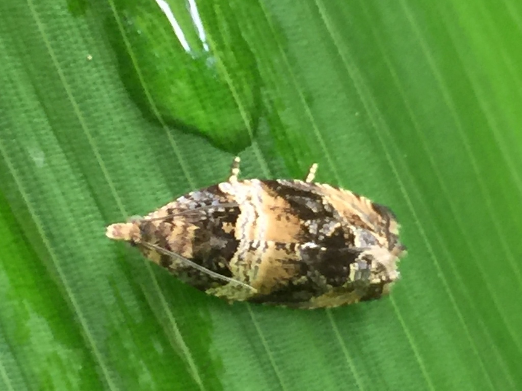 Olethreutes orthocosma