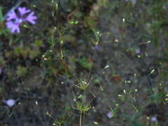 Leptosiphon septentrionalis