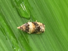 Olethreutes orthocosma