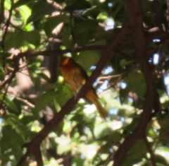 Haemorhous mexicanus