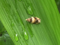 Olethreutes orthocosma