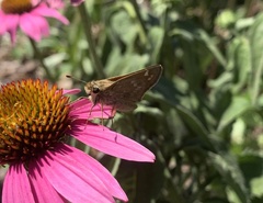 Atalopedes campestris