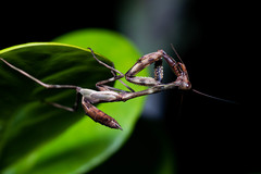 Cardioptera brachyptera