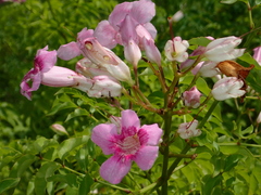 Podranea ricasoliana