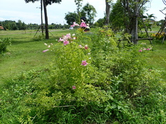 Podranea ricasoliana