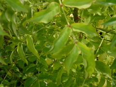 Podranea ricasoliana