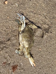 Callinectes sapidus