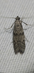 Vitula edmandsii