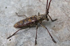 Monochamus marmorator