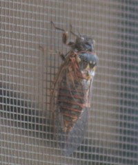 Clidophleps