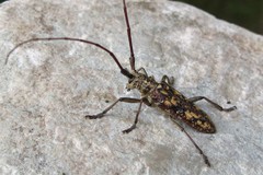 Monochamus marmorator