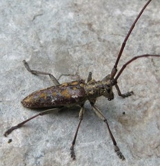Monochamus marmorator