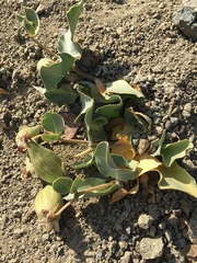 Asclepias cryptoceras davisii