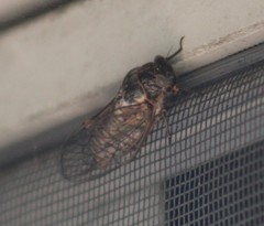 Clidophleps
