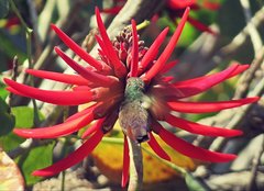 Saucerottia beryllina