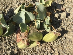 Asclepias cryptoceras davisii